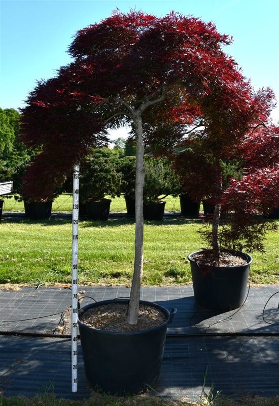 Acer pal. 'Inaba-shidare' - 120 CM Stem Cont.